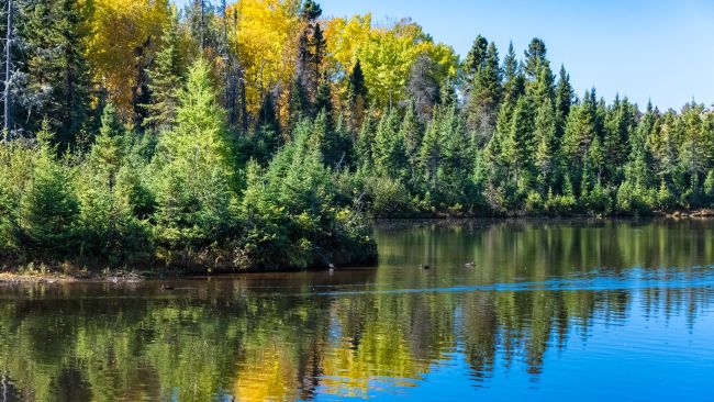 Paysage de lac et forêt au cœur de la nature canadienne